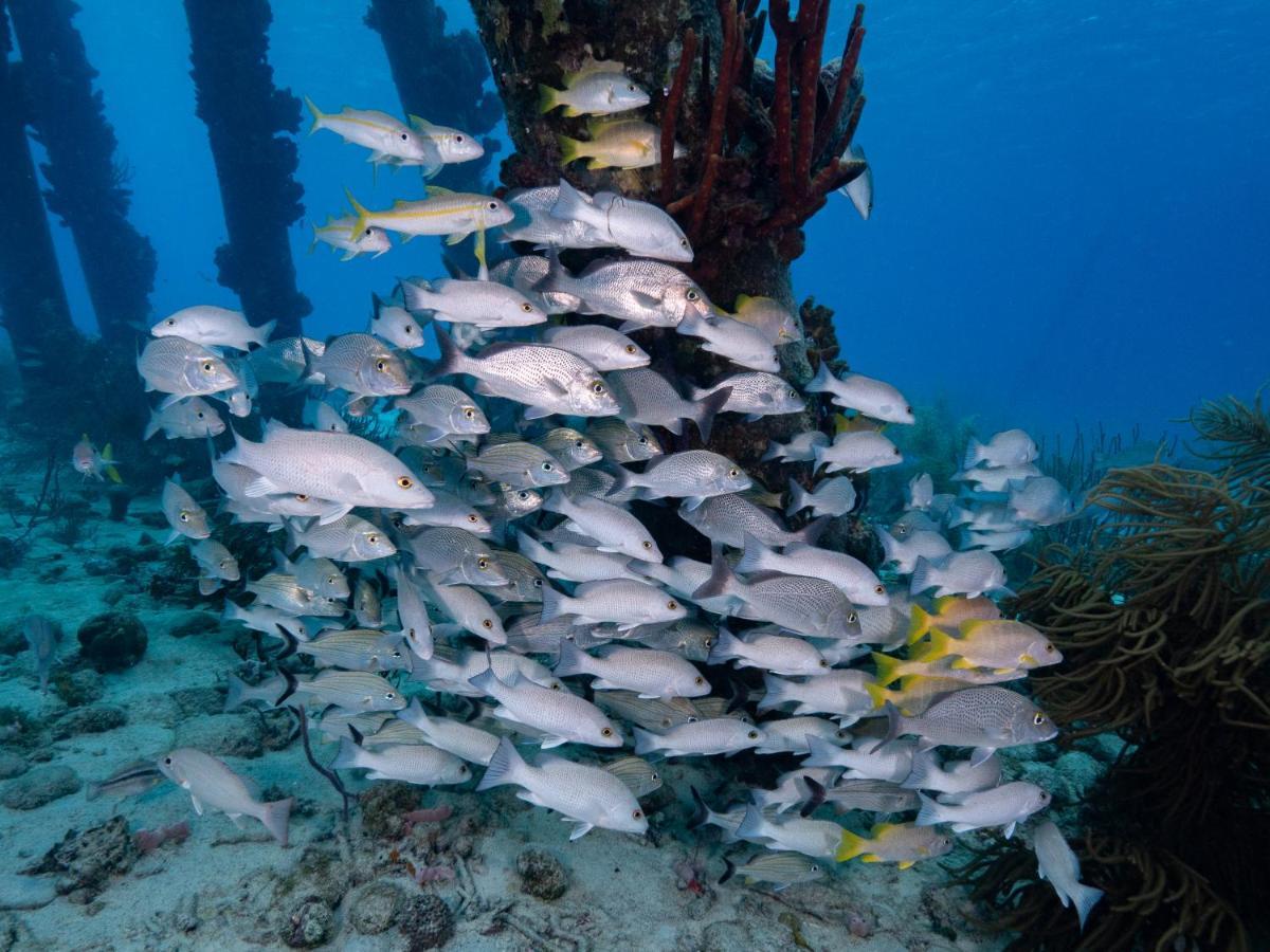 Grand Windsock Bonaire Hotel คราเลนไดค์ ภายนอก รูปภาพ
